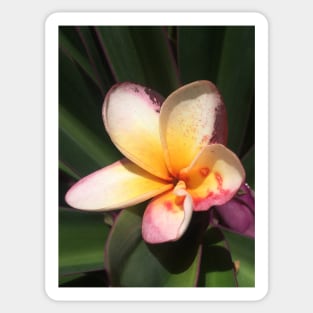 Caribbean Tropical Flower Sticker